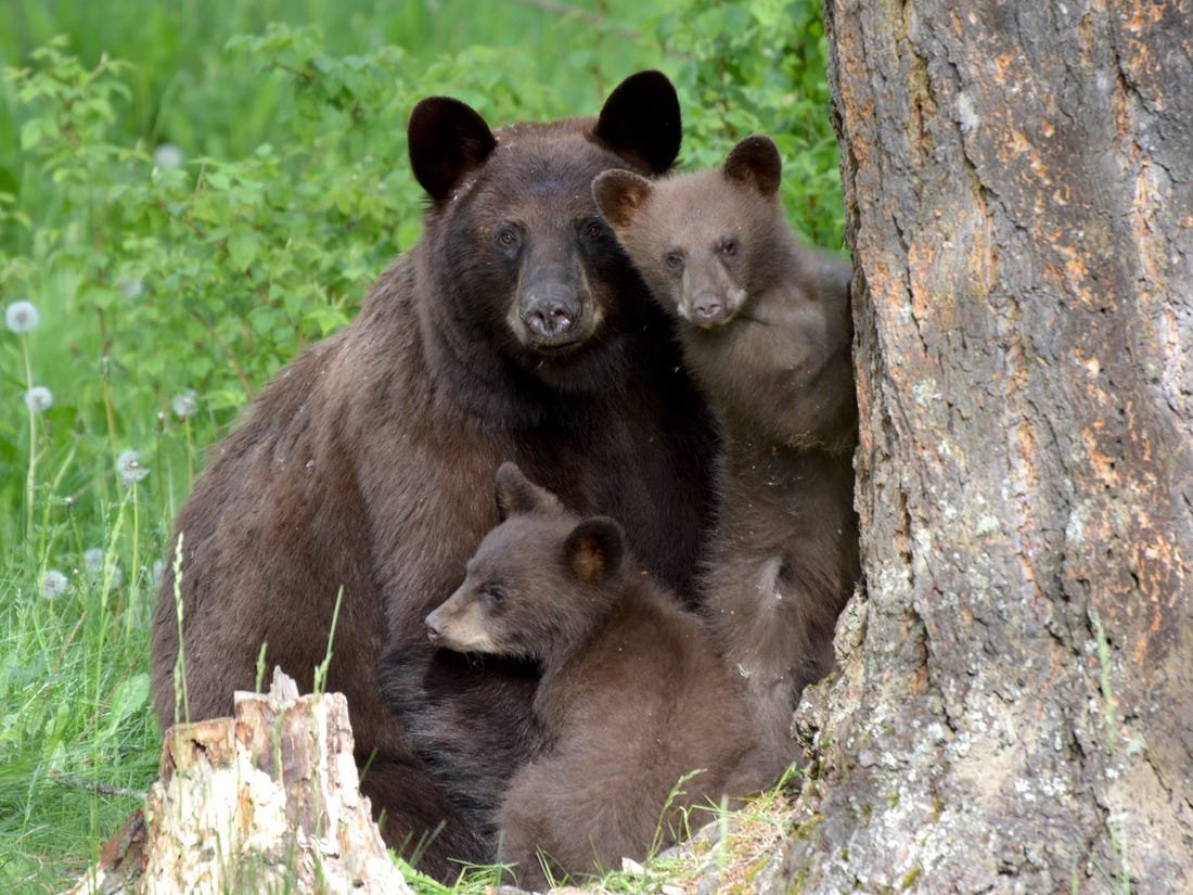 Identification & Lifestyle — Sunshine Coast Bear Alliance